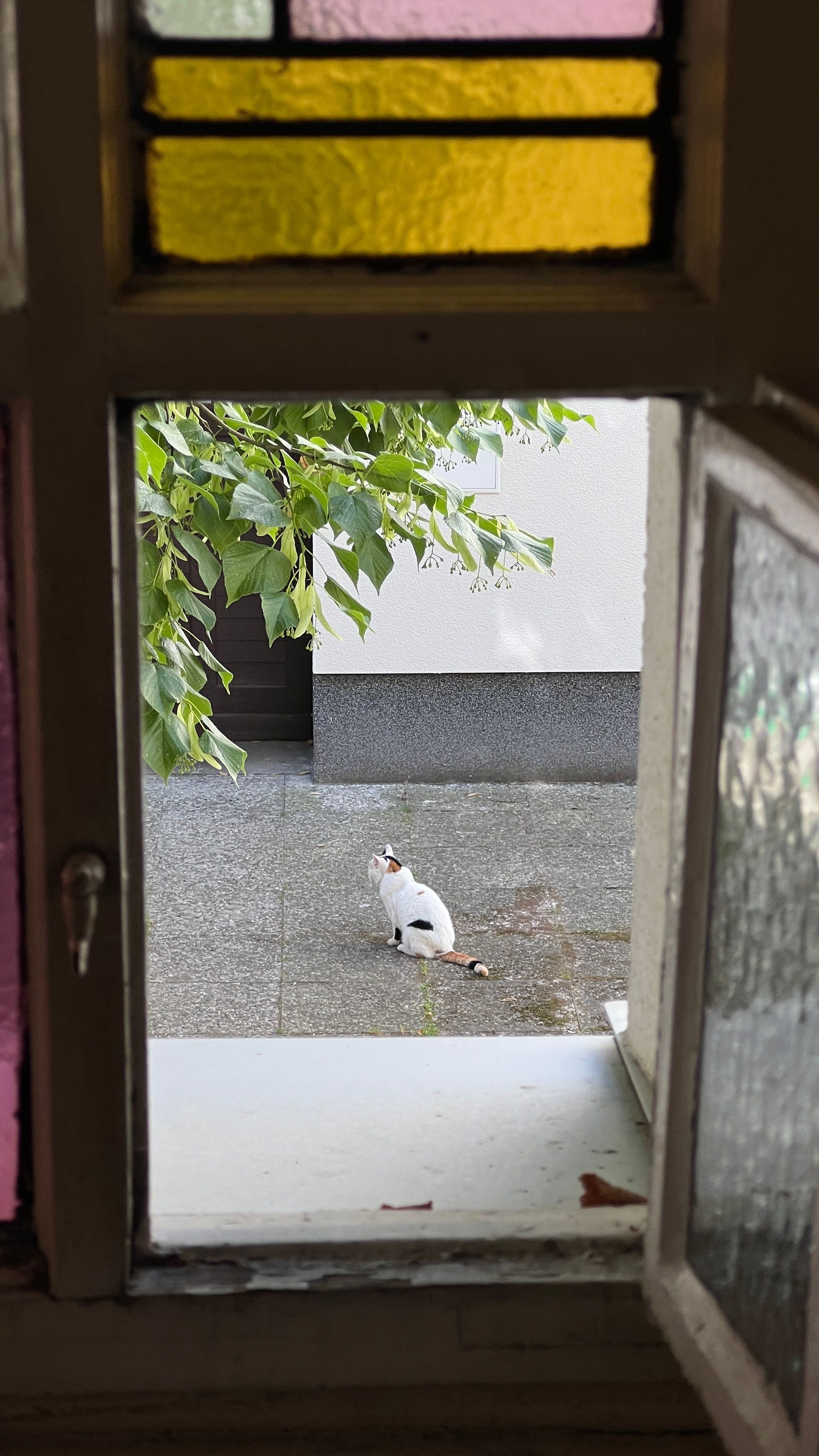 A curious cat on a pavement, framed by an open window with stained glass, captures a quaint urban moment.