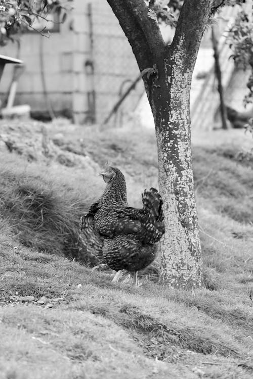 Immagine gratuita di fotografia di animali, gallina, in piedi
