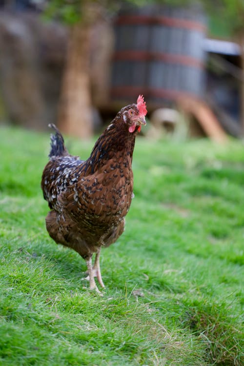 Immagine gratuita di aia, fotografia di animali, gallina