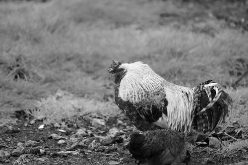 농업, 농촌의, 닭의 무료 스톡 사진