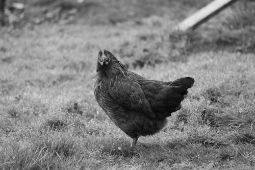 A black and white photo of a chicken