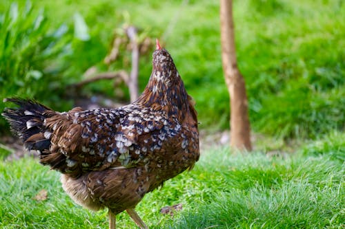 농업, 농촌의, 닭의 무료 스톡 사진