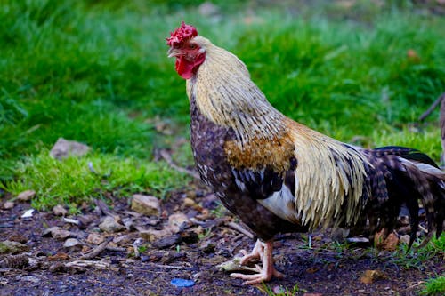 A rooster is standing in the grass