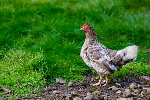 A chicken walking on the grass in a field