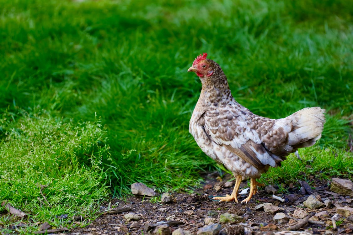 A chicken walking on the grass in a field