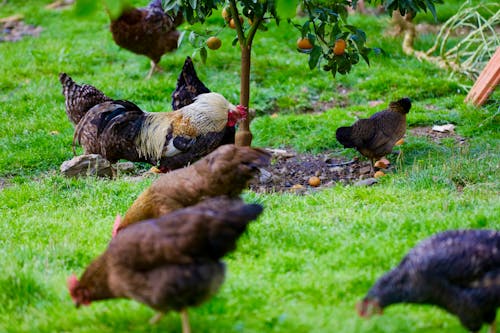 Kostnadsfri bild av arena, kyckling, lantbruk