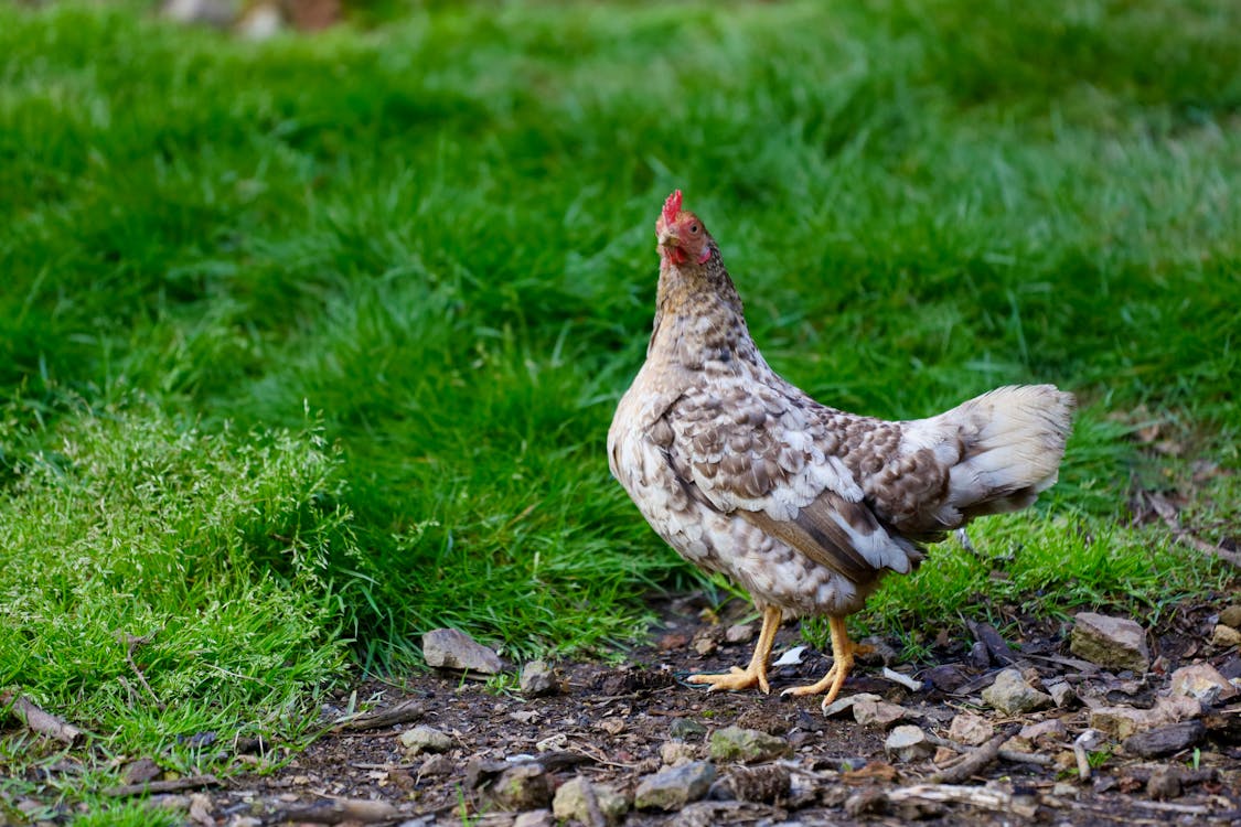 Immagine gratuita di agricoltura, arena, pollo