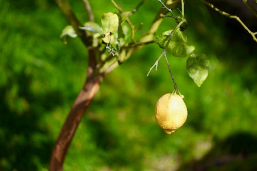 Free stock photo of lemon, lemon tree