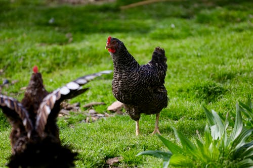 Free stock photo of agriculture, arena, chicken