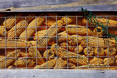 Fotos de stock gratuitas de mazorcas de maíz