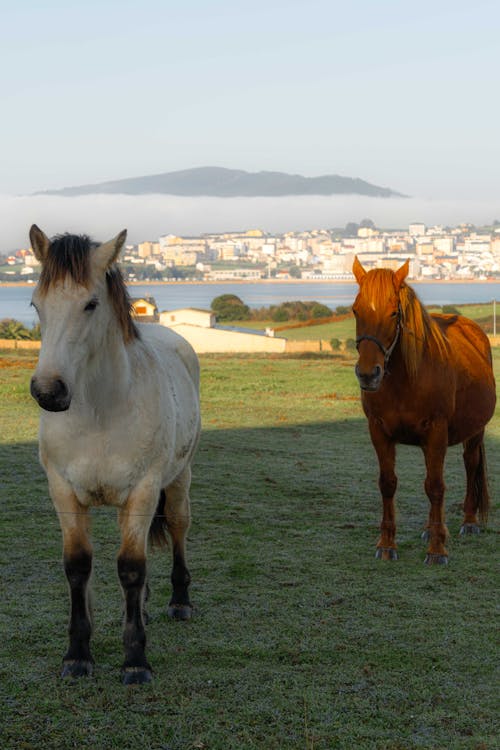 asturias, caballo, españa 的 免费素材图片