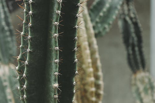 Kostnadsfri bild av kaktusar, närbild, skarp