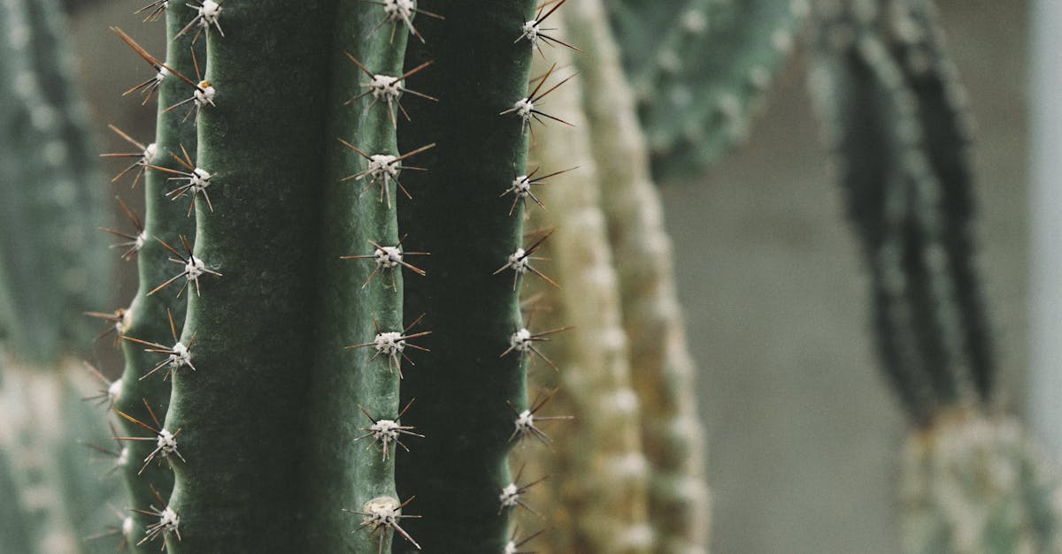 Macro Shot of Cactus