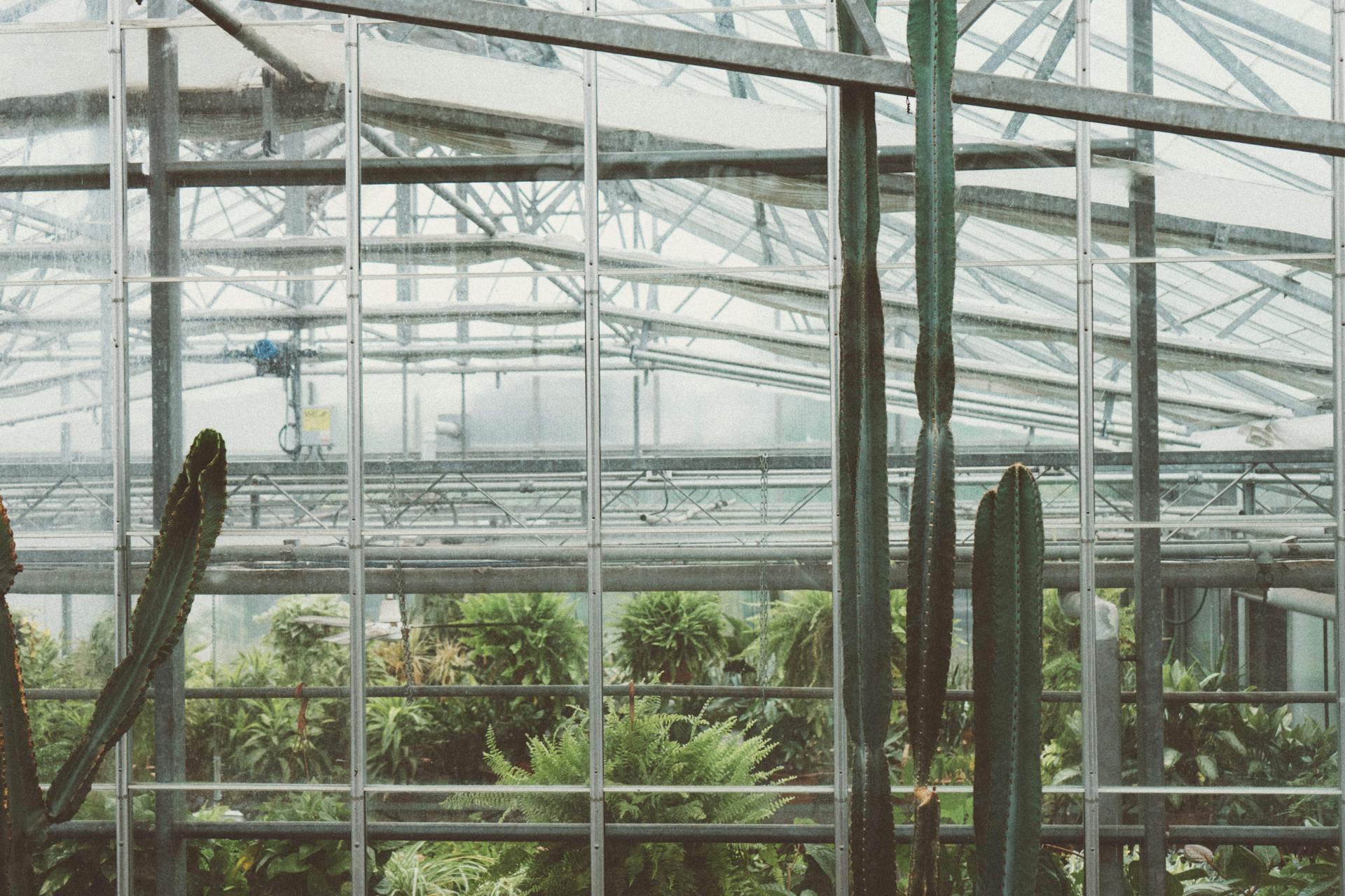 A modern greenhouse filled with cacti and lush greenery, showcasing steel and glass architecture.