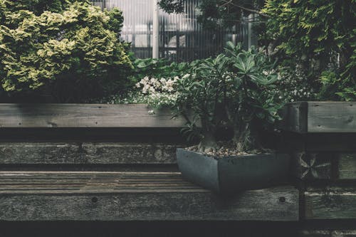 Free A rustic wooden bench in a vibrant garden with potted exotic plants, offering a tranquil and natural atmosphere. Stock Photo