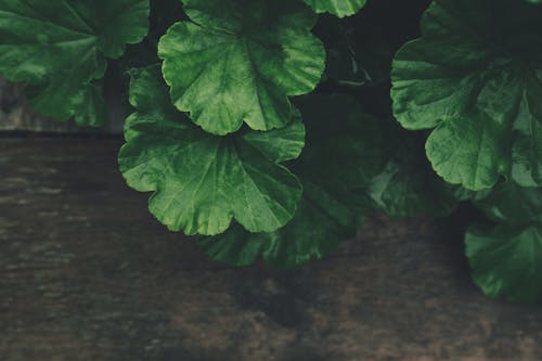 Free Green Plant Stock Photo