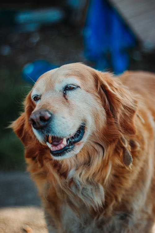 笑顔のゴールデンレトリバー犬 