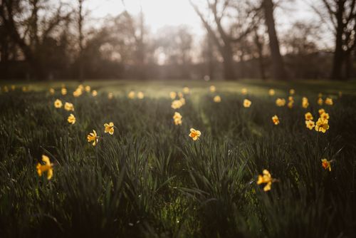 Free A serene meadow filled with vibrant yellow daffodils under gentle natural light, evoking springtime beauty. Stock Photo