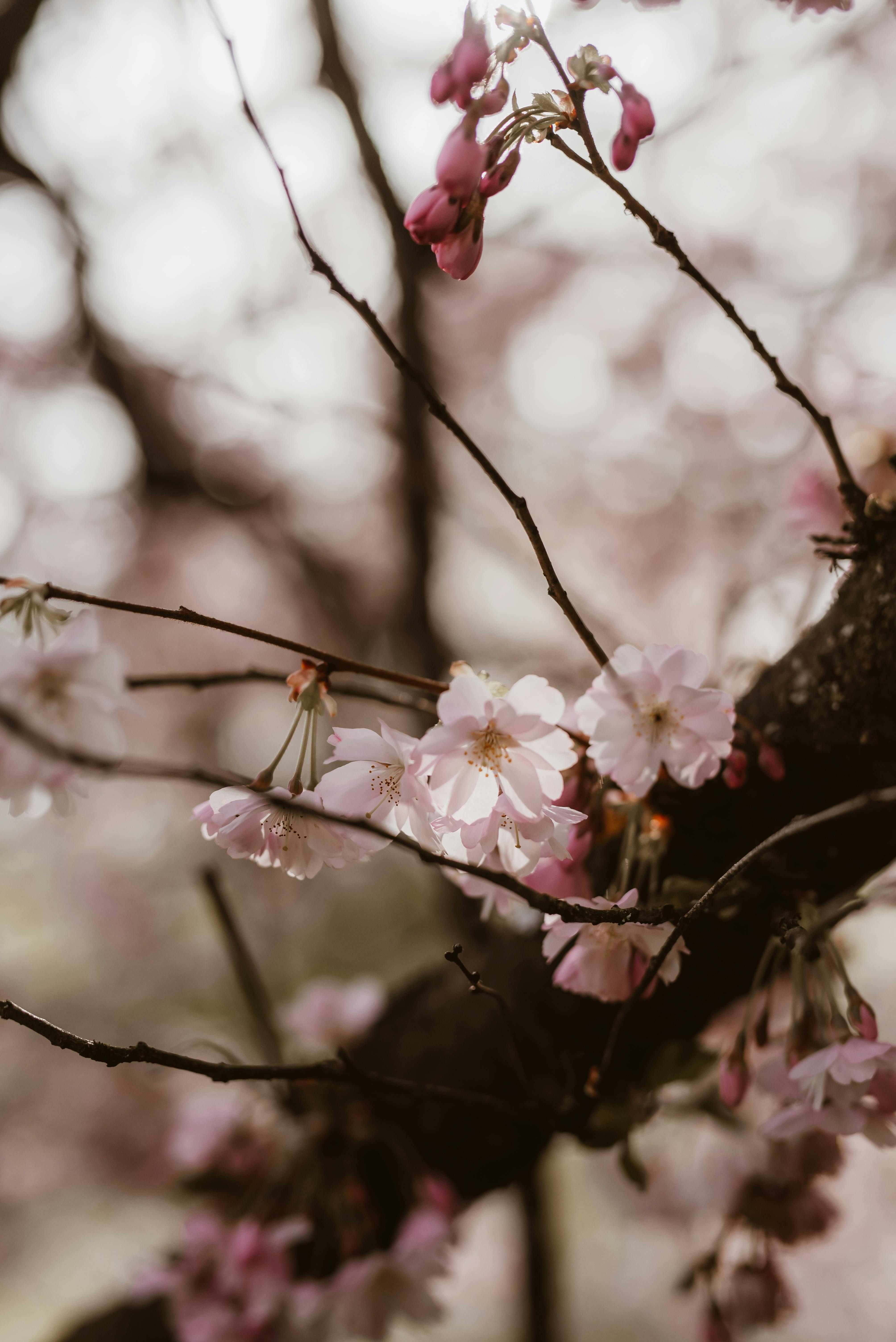 Close-up of pink cherry blossoms in focus on a tree branch, embodying spring's serene beauty.