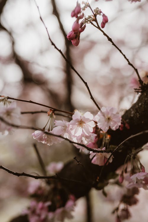 A close up of a cherry blossom tree