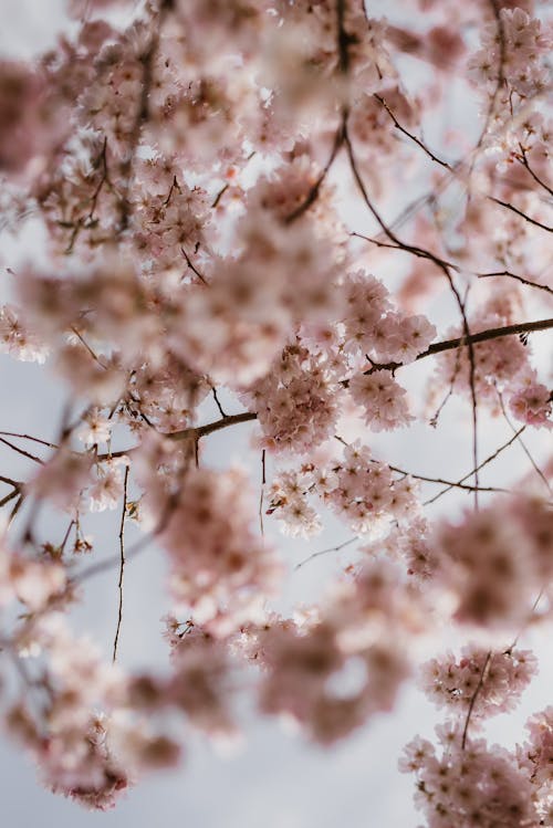 Photos gratuites de arbre, arbre de printemps, arbre fleuri