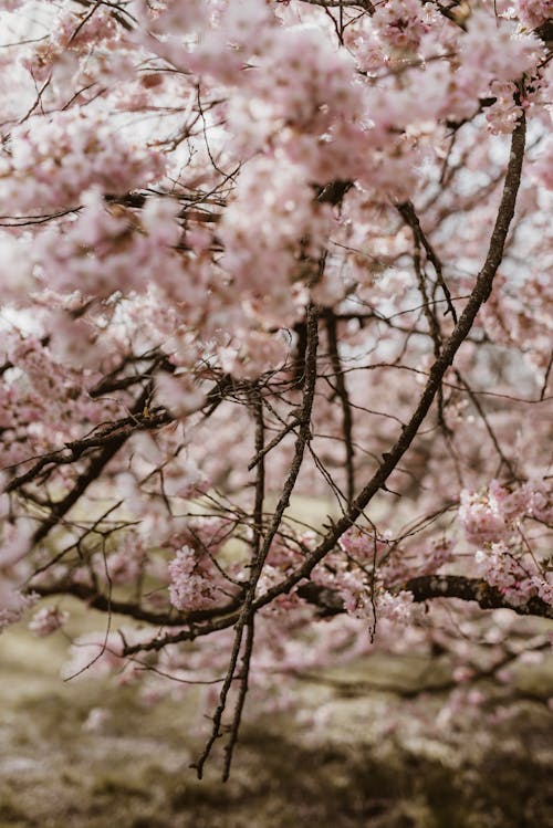 Cherry blossoms in bloom