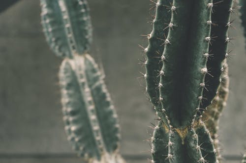 Free Cactus Plant Stock Photo