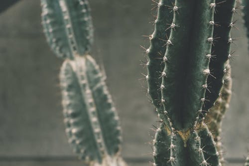 Pianta Di Cactus