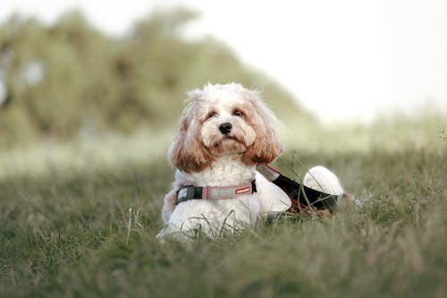 Free Cute dog in the park Stock Photo