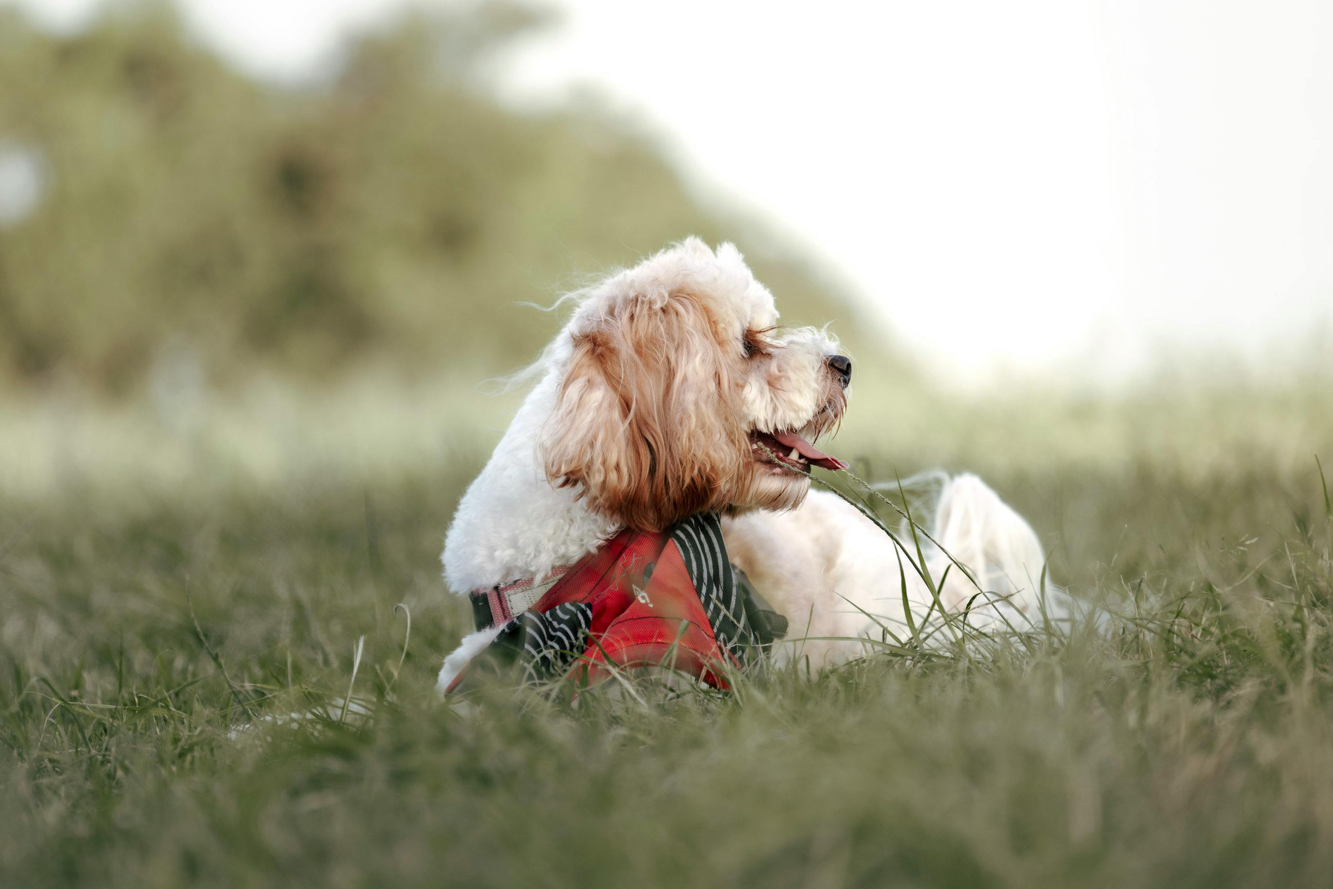 pet lifestyle more lifestyle pets — Photo by Sophie Forster on Pexels