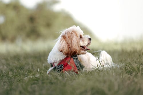 Free Cute dog in the park Stock Photo