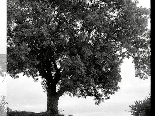 Imagine de stoc gratuită din alb-negru, arbore, cădere
