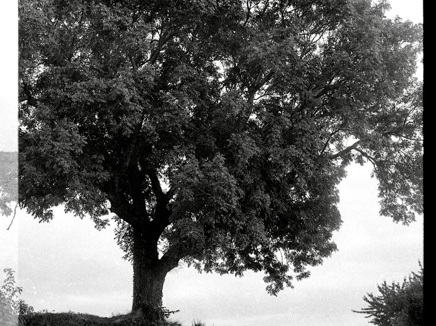 A solitary tree stands tall in a black and white countryside landscape, exuding calmness and natural beauty.