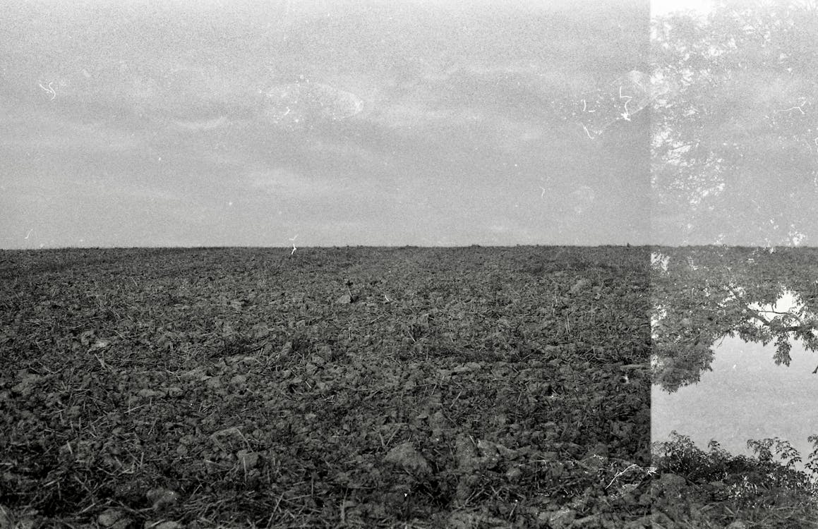 Darmowe zdjęcie z galerii z ciemny, czarno-biały, drzewo