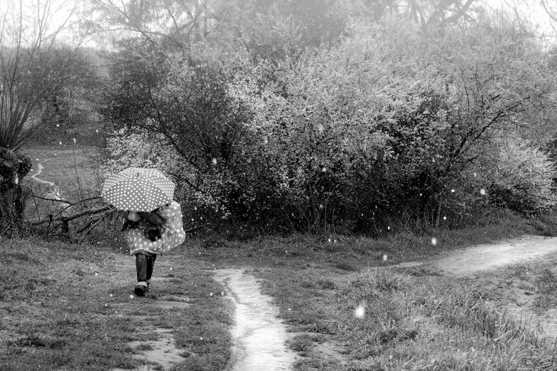 Základová fotografie zdarma na téma déšť, deštník, dospělý