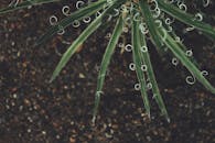 宏观镜头详细地聚焦于沙漠植物独特的螺旋叶