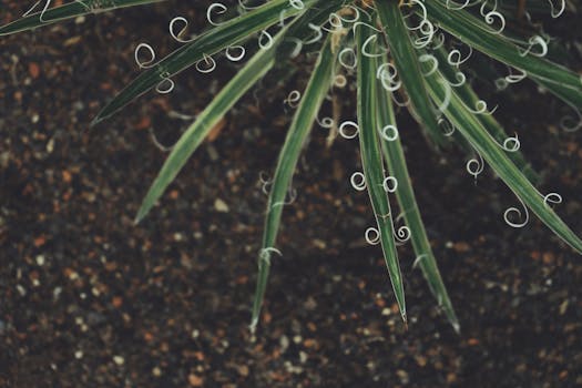 宏观镜头详细地聚焦于沙漠植物独特的螺旋叶