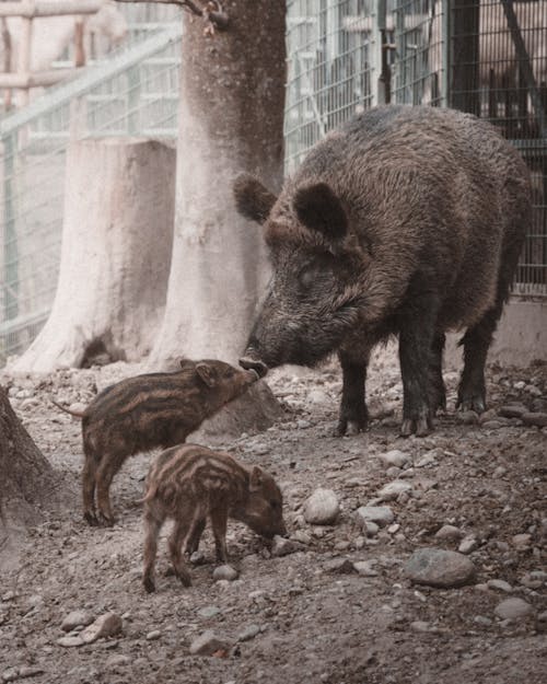 Δωρεάν στοκ φωτογραφιών με aile, doğa, domuz yavruları