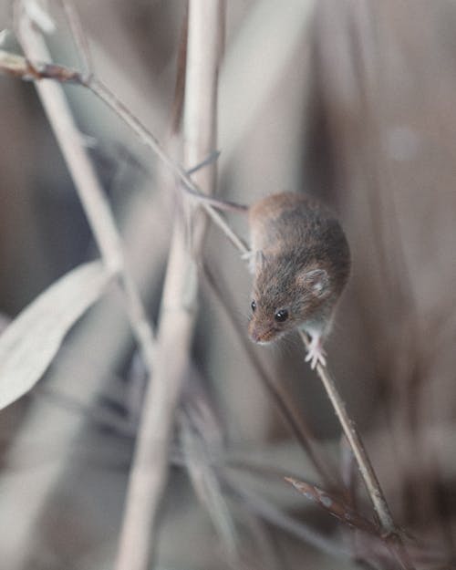 Gratis lagerfoto af brun antechinus, dyrefotografering, grene