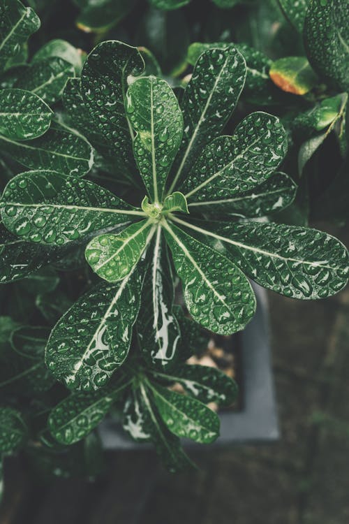 Pianta A Foglia Verde Sulla Foto Di Messa A Fuoco