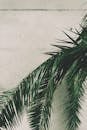 绿色棕榈叶的美感与朴素的混凝土墙形成鲜明对比，非常适合设计应用