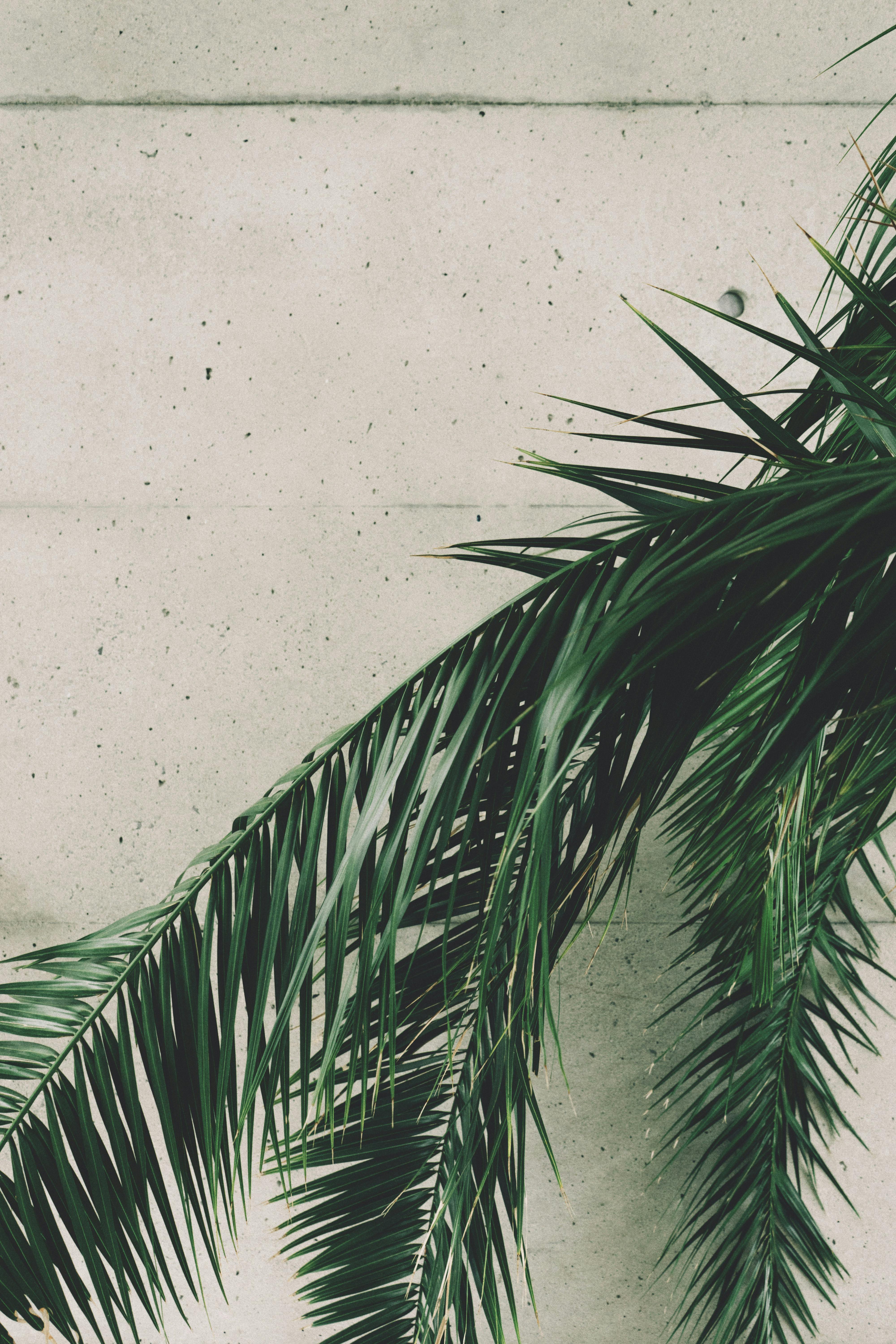 Palm Leaf Photos, Download The BEST Free Palm Leaf Stock Photos & HD Images