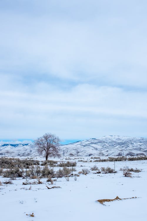 Gratis stockfoto met bomen, kou, sneeuw