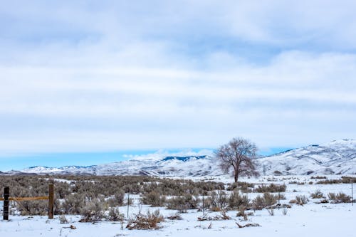 A snowy field with a fence and a tree