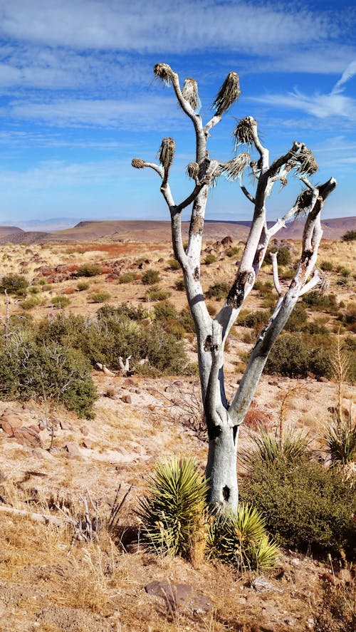 Dead Joshua Tree, Pioneertown Mountains Preserve, Let Op Baby's Die Groeien Aan De Voet Van De Joshua Tree