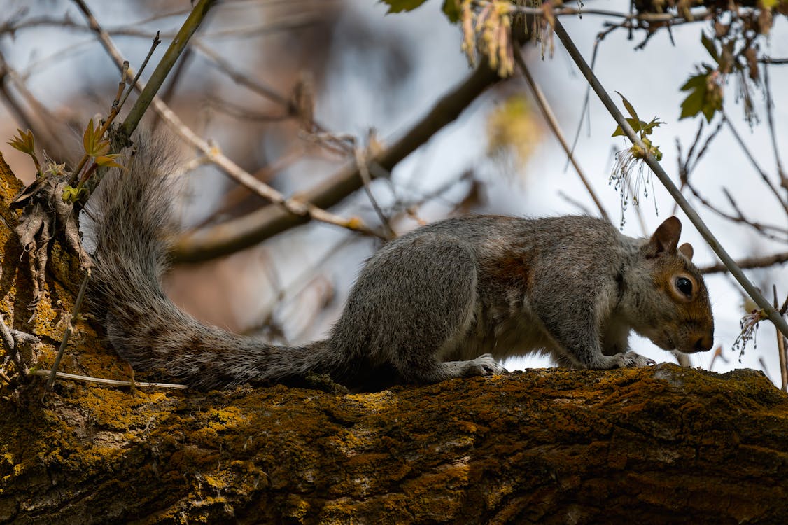 A squirrel is sitting on a tree branch
