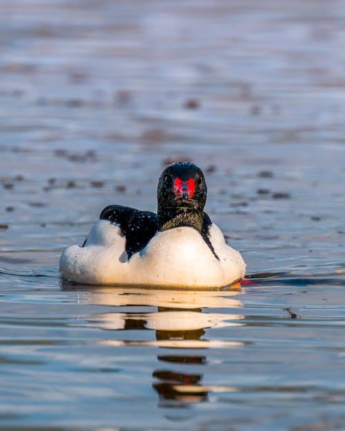 A duck with a red beak and black and white body