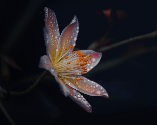 Darmowe zdjęcie z galerii z krople wody, kwiat
