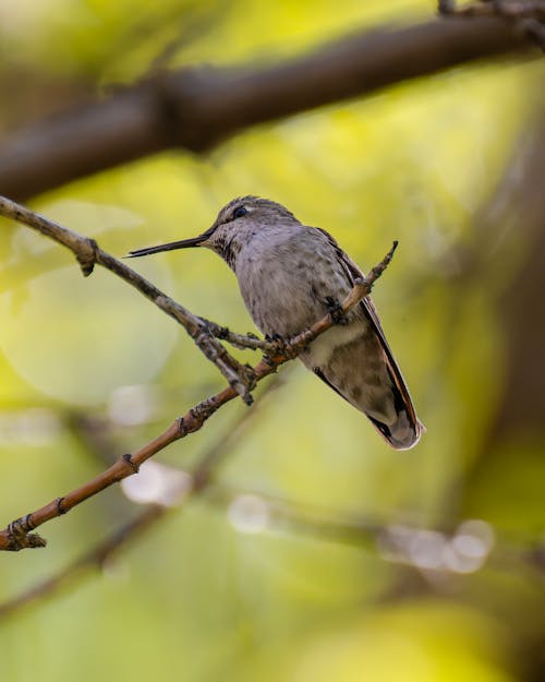 A small hummingbird perched on a branch