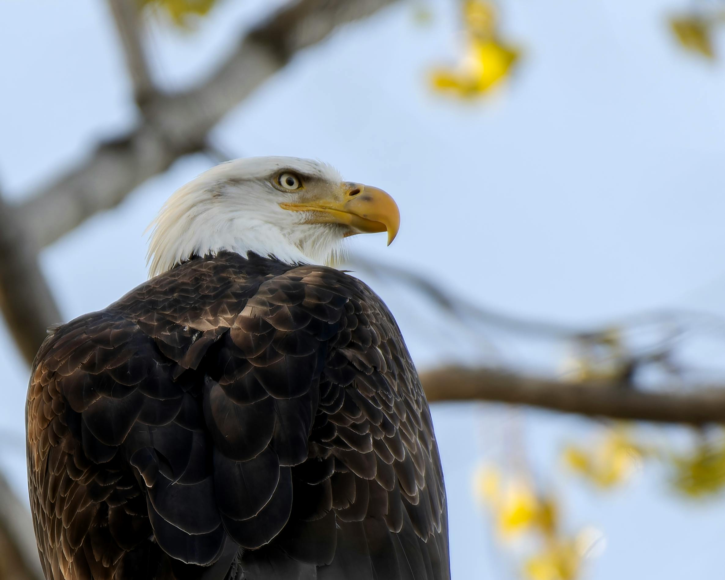 A bald eagle is sitting on a branch · Free Stock Photo
